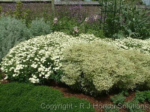 Perennial border -white 